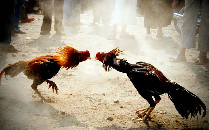 เดิมพัน ไก่ชน
