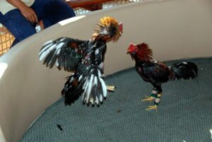 ไก่ชนออนไลน์