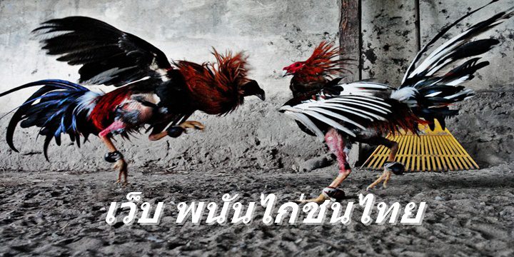 เว็บ พนันไก่ชนไทย
