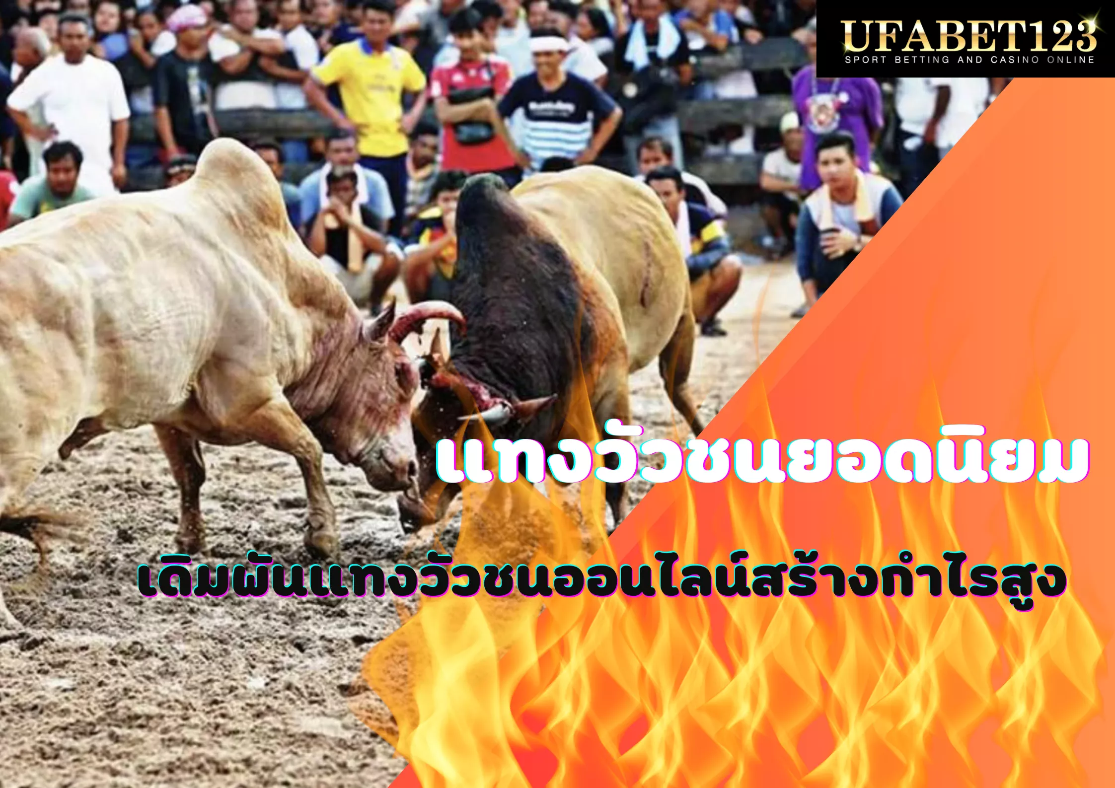 แทงวัวชนยอดนิยม